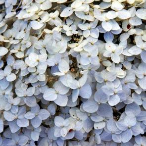 ����: ���������