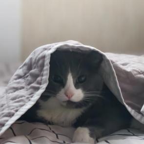 ������� �����