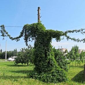 ����: ��������