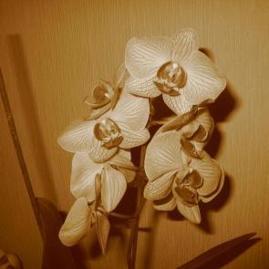 ����: �������