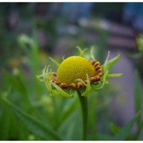 ����: �������