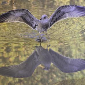 ����: ����� ������� ��� ���������� ������