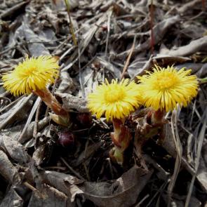 ����: ����� ������