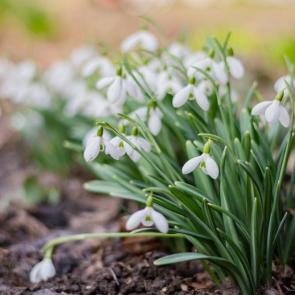 ����: ����������� 