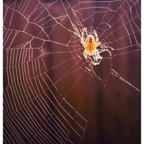 ��������� � ����� �� ����������