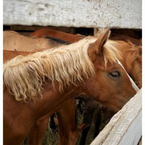 ���� ��������: 