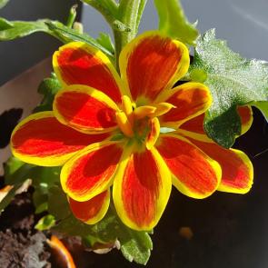 ����: ����� ������