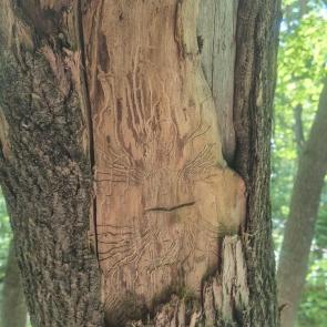 ����: ����� �����