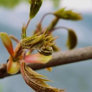 ���� ��������: 