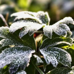 ���� ��������: 