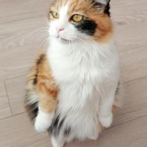 ���� ��������: ����-�������