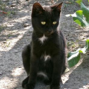 ���� ��������: ׸���� ������