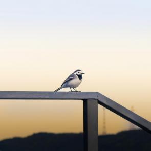 ���� ��������: 