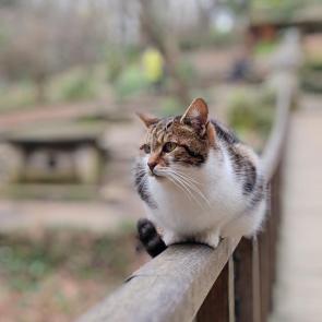 ���� ��������: �� ��������� �����