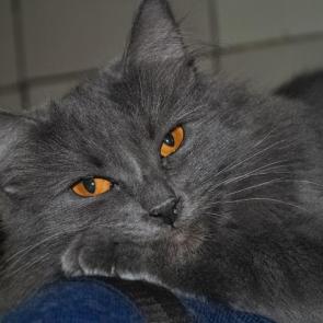 ���� ��������: �����  ������� ��������