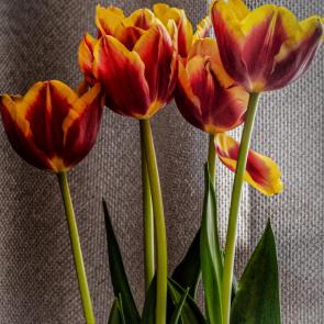 ����: ����� �����