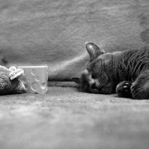 ���� ��������: ��������