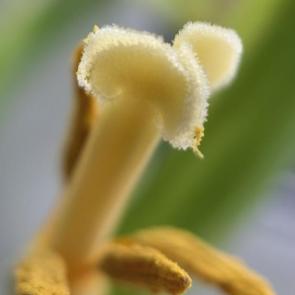 ���� ��������: ������ �����