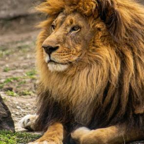 ���� ��������: 