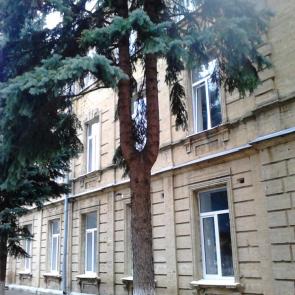 ����: ��������