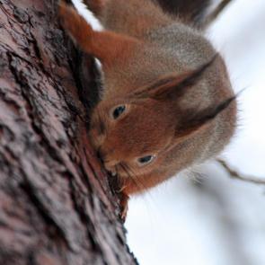 ����������� ������