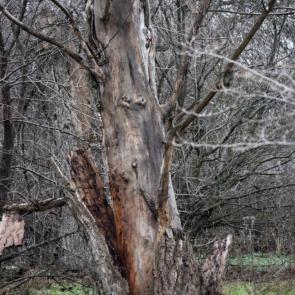 ����: ������ ������