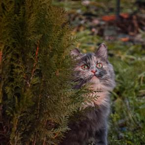 ������� �����