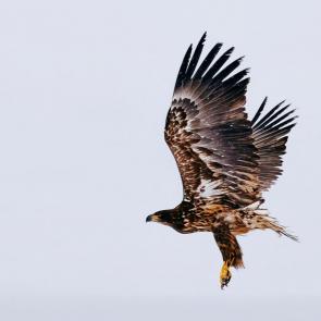 ����: ����������� �����