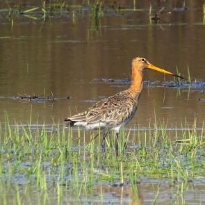 ����: ������� ����������