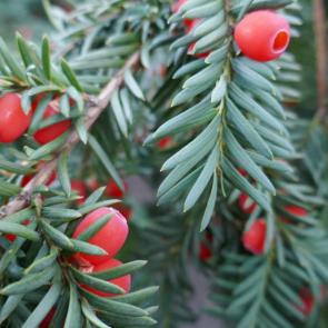 ����: ���