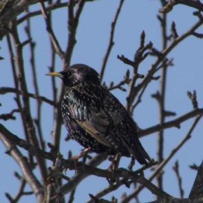 ���� ��������: ������� 