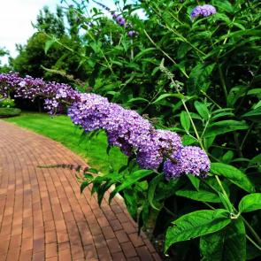 ���������� � �������