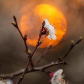 ��� �����������