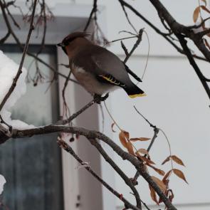 ����: ���������� �����