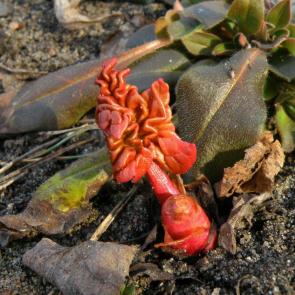 ����: ������ �������