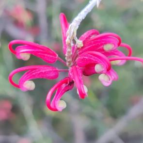 ���� ��������: �������� (��������� ����������������)