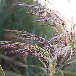 ����: �������� ����� ����