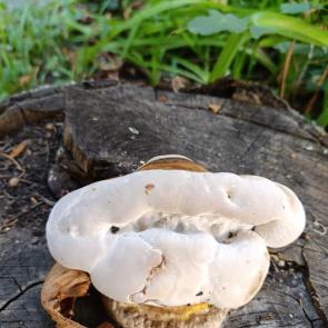 ����: ������ ��