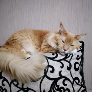 ����: ����� ����������