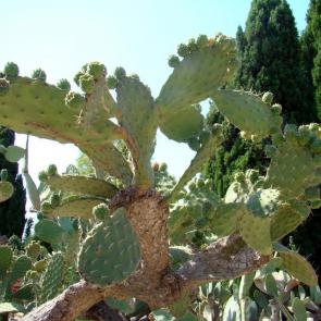 ����� ����� �������