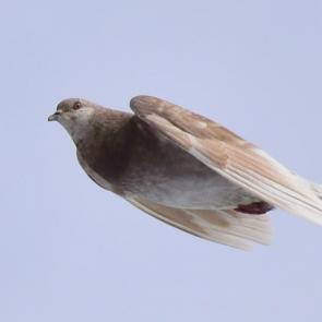 ����: ����� �������� ISO125 210mm f5,6 1-1000s