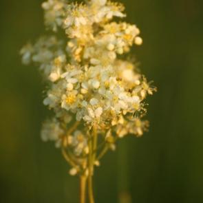 ����: �������