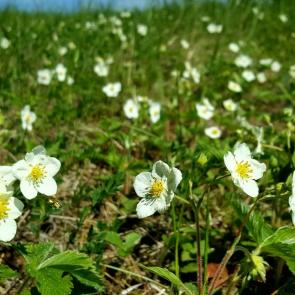 ����: ����������� ������