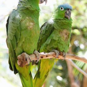 ����: ������������