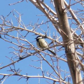 ���� ��������: ������