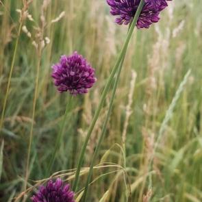 ����: ����� ���