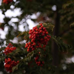 ���� ��������: ������