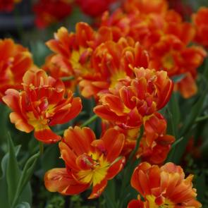 ����: ��������