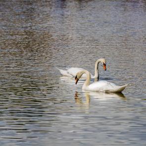 ���� ��������: ��������� ����