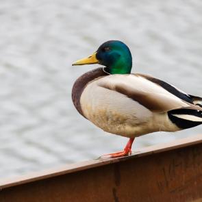 ���� ��������: ��������